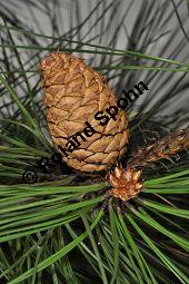 Großzapfige Gelb-Kiefer, Pinus ponderosa var. ponderosa, Pinaceae, Pinus ponderosa var. ponderosa, Großzapfige Gelb-Kiefer, fruchtend Kauf von 07029_pinus_ponderosa_ponderosa_dsc_1667.jpg