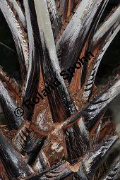 Dumpalme, Doum-Palme, Hyphaene thebaica, Palmae, Hyphaene thebaica, Dumpalme, Doum-Palme, Doumpalme, Blattausschnitt Kauf von 07030_hyphaene_thebaica_dsc_1693.jpg