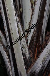 Dumpalme, Doum-Palme, Hyphaene thebaica, Palmae, Hyphaene thebaica, Dumpalme, Doum-Palme, Doumpalme, Blattausschnitt Kauf von 07030_hyphaene_thebaica_dsc_1694.jpg