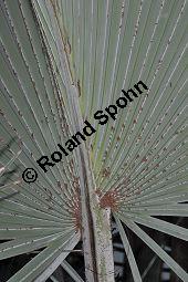 Dumpalme, Doum-Palme, Hyphaene thebaica, Palmae, Hyphaene thebaica, Dumpalme, Doum-Palme, Doumpalme, Blattausschnitt Kauf von 07030_hyphaene_thebaica_dsc_1695.jpg