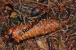 Fichtenzapfenrübling, Fichten-Zapfenrübling, Fichtenzapfen-Nagelschwamm, Gewöhnlicher Zapfenrübling, Strobilurus esculentus, Basidiomyceten, Strobilurus esculentus, Fichtenzapfenrübling, Fichten-Zapfenrübling, Fichtenzapfen-Nagelschwamm, Fruchtkörper auf Zapfen von Gewöhnlicher Fichte, Picea abies Kauf von 07032_strobilurus_esculentus_dsc_1568.jpg