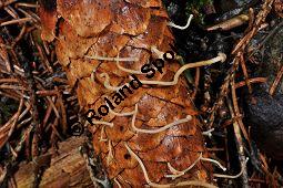 Fichtenzapfenrübling, Fichten-Zapfenrübling, Fichtenzapfen-Nagelschwamm, Gewöhnlicher Zapfenrübling, Strobilurus esculentus, Basidiomyceten, Strobilurus esculentus, Fichtenzapfenrübling, Fichten-Zapfenrübling, Fichtenzapfen-Nagelschwamm, Fruchtkörper auf Zapfen von Gewöhnlicher Fichte, Picea abies Kauf von 07032_strobilurus_esculentus_dsc_1569.jpg