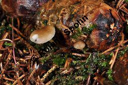 Fichtenzapfenrübling, Fichten-Zapfenrübling, Fichtenzapfen-Nagelschwamm, Gewöhnlicher Zapfenrübling, Strobilurus esculentus, Basidiomyceten, Strobilurus esculentus, Fichtenzapfenrübling, Fichten-Zapfenrübling, Fichtenzapfen-Nagelschwamm, Fruchtkörper auf Zapfen von Gewöhnlicher Fichte, Picea abies Kauf von 07032_strobilurus_esculentus_dsc_1571.jpg