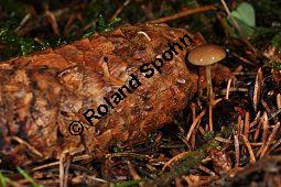 Fichtenzapfenrübling, Fichten-Zapfenrübling, Fichtenzapfen-Nagelschwamm, Gewöhnlicher Zapfenrübling, Strobilurus esculentus, Basidiomyceten, Strobilurus esculentus, Fichtenzapfenrübling, Fichten-Zapfenrübling, Fichtenzapfen-Nagelschwamm, Fruchtkörper auf Zapfen von Gewöhnlicher Fichte, Picea abies Kauf von 07032_strobilurus_esculentus_dsc_1572.jpg