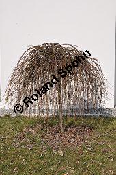 Hänge-Kätzchen-Weide, Sal-Weide 'Pendula', Salix caprea 'Pendula', Salicaceae, Salix caprea 'Pendula', Hänge-Kätzchen-Weide, Sal-Weide 'Pendula', unreif fruchtend Kauf von 07053_salix_caprea_pendula_dsc_1942.jpg