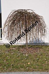 Hänge-Kätzchen-Weide, Sal-Weide 'Pendula', Salix caprea 'Pendula', Salicaceae, Salix caprea 'Pendula', Hänge-Kätzchen-Weide, Sal-Weide 'Pendula', unreif fruchtend Kauf von 07053_salix_caprea_pendula_dsc_1943.jpg