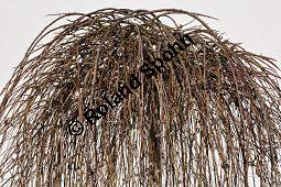 Hänge-Kätzchen-Weide, Sal-Weide 'Pendula', Salix caprea 'Pendula', Salicaceae, Salix caprea 'Pendula', Hänge-Kätzchen-Weide, Sal-Weide 'Pendula', unreif fruchtend Kauf von 07053_salix_caprea_pendula_dsc_1945.jpg