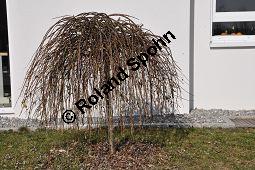 Hänge-Kätzchen-Weide, Sal-Weide 'Pendula', Salix caprea 'Pendula', Salicaceae, Salix caprea 'Pendula', Hänge-Kätzchen-Weide, Sal-Weide 'Pendula', unreif fruchtend Kauf von 07053_salix_caprea_pendula_dsc_1950.jpg