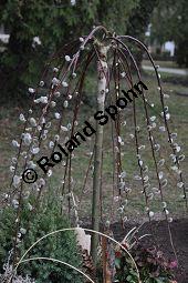 Hänge-Kätzchen-Weide, Sal-Weide 'Pendula', Salix caprea 'Pendula', Salicaceae, Salix caprea 'Pendula', Hänge-Kätzchen-Weide, Sal-Weide 'Pendula', unreif fruchtend Kauf von 07053_salix_caprea_pendula_dsc_2042.jpg