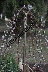 Hänge-Kätzchen-Weide, Sal-Weide 'Pendula', Salix caprea 'Pendula', Salicaceae, Salix caprea 'Pendula', Hänge-Kätzchen-Weide, Sal-Weide 'Pendula', unreif fruchtend Kauf von 07053_salix_caprea_pendula_dsc_2043.jpg