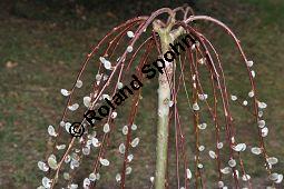 Hänge-Kätzchen-Weide, Sal-Weide 'Pendula', Salix caprea 'Pendula', Salicaceae, Salix caprea 'Pendula', Hänge-Kätzchen-Weide, Sal-Weide 'Pendula', unreif fruchtend Kauf von 07053_salix_caprea_pendula_dsc_2044.jpg