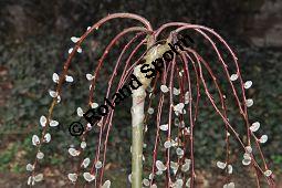 Hänge-Kätzchen-Weide, Sal-Weide 'Pendula', Salix caprea 'Pendula', Salicaceae, Salix caprea 'Pendula', Hänge-Kätzchen-Weide, Sal-Weide 'Pendula', unreif fruchtend Kauf von 07053_salix_caprea_pendula_dsc_2045.jpg