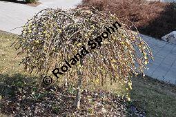 Hänge-Kätzchen-Weide, Sal-Weide 'Pendula', Salix caprea 'Pendula', Salicaceae, Salix caprea 'Pendula', Hänge-Kätzchen-Weide, Sal-Weide 'Pendula', unreif fruchtend Kauf von 07053_salix_caprea_pendula_dsc_2048.jpg