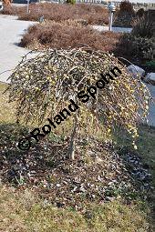 Hänge-Kätzchen-Weide, Sal-Weide 'Pendula', Salix caprea 'Pendula', Salicaceae, Salix caprea 'Pendula', Hänge-Kätzchen-Weide, Sal-Weide 'Pendula', unreif fruchtend Kauf von 07053_salix_caprea_pendula_dsc_2049.jpg