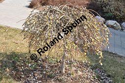 Hänge-Kätzchen-Weide, Sal-Weide 'Pendula', Salix caprea 'Pendula', Salicaceae, Salix caprea 'Pendula', Hänge-Kätzchen-Weide, Sal-Weide 'Pendula', unreif fruchtend Kauf von 07053_salix_caprea_pendula_dsc_2050.jpg