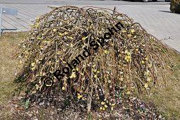 Hänge-Kätzchen-Weide, Sal-Weide 'Pendula', Salix caprea 'Pendula', Salicaceae, Salix caprea 'Pendula', Hänge-Kätzchen-Weide, Sal-Weide 'Pendula', unreif fruchtend Kauf von 07053_salix_caprea_pendula_dsc_2054.jpg