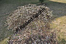 Hänge-Kätzchen-Weide, Sal-Weide 'Pendula', Salix caprea 'Pendula', Salicaceae, Salix caprea 'Pendula', Hänge-Kätzchen-Weide, Sal-Weide 'Pendula', unreif fruchtend Kauf von 07053_salix_caprea_pendula_dsc_2055.jpg