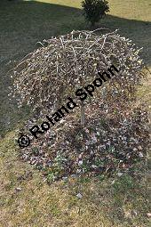 Hänge-Kätzchen-Weide, Sal-Weide 'Pendula', Salix caprea 'Pendula', Salicaceae, Salix caprea 'Pendula', Hänge-Kätzchen-Weide, Sal-Weide 'Pendula', unreif fruchtend Kauf von 07053_salix_caprea_pendula_dsc_2056.jpg