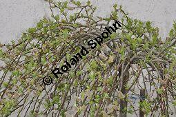 Hänge-Kätzchen-Weide, Sal-Weide 'Pendula', Salix caprea 'Pendula', Salicaceae, Salix caprea 'Pendula', Hänge-Kätzchen-Weide, Sal-Weide 'Pendula', unreif fruchtend Kauf von 07053_salix_caprea_pendula_dsc_3407.jpg