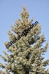 Blaue Stech-Fichte, Blautanne, Picea pungens fo. Glauca, Pinaceae, Picea pungens fo. Glauca, Blaue Stech-Fichte, Blaufichte, Blautanne, Habitus Kauf von 07054_picea_pungens_glauca_dsc_1881.jpg