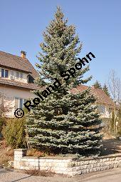 Blaue Stech-Fichte, Blautanne, Picea pungens fo. Glauca, Pinaceae, Picea pungens fo. Glauca, Blaue Stech-Fichte, Blaufichte, Blautanne, Habitus Kauf von 07054_picea_pungens_glauca_dsc_1882.jpg