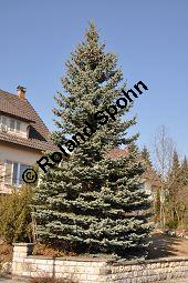 Blaue Stech-Fichte, Blautanne, Picea pungens fo. Glauca, Pinaceae, Picea pungens fo. Glauca, Blaue Stech-Fichte, Blaufichte, Blautanne, Habitus Kauf von 07054_picea_pungens_glauca_dsc_1883.jpg