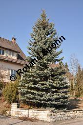 Blaue Stech-Fichte, Blautanne, Picea pungens fo. Glauca, Pinaceae, Picea pungens fo. Glauca, Blaue Stech-Fichte, Blaufichte, Blautanne, Habitus Kauf von 07054_picea_pungens_glauca_dsc_1884.jpg