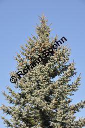 Blaue Stech-Fichte, Blautanne, Picea pungens fo. Glauca, Pinaceae, Picea pungens fo. Glauca, Blaue Stech-Fichte, Blaufichte, Blautanne, Habitus Kauf von 07054_picea_pungens_glauca_dsc_1885.jpg