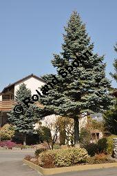 Blaue Stech-Fichte, Blautanne, Picea pungens fo. Glauca, Pinaceae, Picea pungens fo. Glauca, Blaue Stech-Fichte, Blaufichte, Blautanne, Habitus Kauf von 07054_picea_pungens_glauca_dsc_1977.jpg