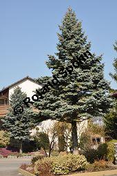 Blaue Stech-Fichte, Blautanne, Picea pungens fo. Glauca, Pinaceae, Picea pungens fo. Glauca, Blaue Stech-Fichte, Blaufichte, Blautanne, Habitus Kauf von 07054_picea_pungens_glauca_dsc_1978.jpg