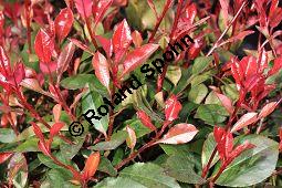 Rotlaubige Glanzmispel, Rotlaubige Lorbeermispel, Photinia x fraseri 'Red Robin', Photinia fraseri 'Red Robin', Rosaceae, Photinia x fraseri 'Red Robin', Photinia fraseri 'Red Robin', Rotlaubige Glanzmispel, Rotlaubige Lorbeermispel, Beblättert Kauf von 07055_photinia_fraseri_littleredrobin_dsc_2020.jpg