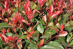 Rotlaubige Glanzmispel, Rotlaubige Lorbeermispel, Photinia x fraseri 'Red Robin', Photinia fraseri 'Red Robin', Rosaceae, Photinia x fraseri 'Red Robin', Photinia fraseri 'Red Robin', Rotlaubige Glanzmispel, Rotlaubige Lorbeermispel, Beblättert Kauf von 07055_photinia_fraseri_littleredrobin_dsc_2021.jpg