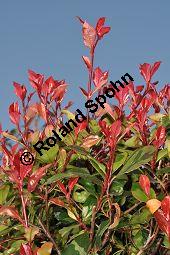 Rotlaubige Glanzmispel, Rotlaubige Lorbeermispel, Photinia x fraseri 'Red Robin', Photinia fraseri 'Red Robin', Rosaceae, Photinia x fraseri 'Red Robin', Photinia fraseri 'Red Robin', Rotlaubige Glanzmispel, Rotlaubige Lorbeermispel, Beblättert Kauf von 07055_photinia_fraseri_littleredrobin_dsc_2030.jpg