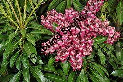 Japanische Lavendelheide 'Passion', Pieris japonica 'Passion', Ericaceae, Pieris japonica 'Passion', Japanische Lavendelheide 'Passion', Blühend Kauf von 07057_pieris_japonica_passion_dsc_3291.jpg