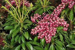 Japanische Lavendelheide 'Passion', Pieris japonica 'Passion', Ericaceae, Pieris japonica 'Passion', Japanische Lavendelheide 'Passion', Blühend Kauf von 07057_pieris_japonica_passion_dsc_3292.jpg