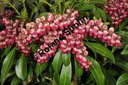 Japanische Lavendelheide 'Passion', Pieris japonica 'Passion', Ericaceae, Pieris japonica 'Passion', Japanische Lavendelheide 'Passion', Blühend Kauf von 07057_pieris_japonica_passion_dsc_3293.jpg