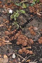 Anemonenbecherling, Dumontinia tuberosa, Sclerotinia tuberosa, Dumontinia tuberosa, Sclerotinia tuberosa, Anemonenbecherling, Ascomycet, Fruchtkörper und Pflanze, mit Wirt: Anemone nemorosa, Busch-Windröschen, Buschwindröschen, Wald-Anemone Kauf von 07059_dumontinia_tuberosa_dsc_3332.jpg