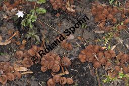 Anemonenbecherling, Dumontinia tuberosa, Sclerotinia tuberosa, Dumontinia tuberosa, Sclerotinia tuberosa, Anemonenbecherling, Ascomycet, Fruchtkörper und Pflanze, mit Wirt: Anemone nemorosa, Busch-Windröschen, Buschwindröschen, Wald-Anemone Kauf von 07059_dumontinia_tuberosa_dsc_3333.jpg