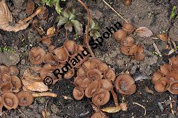 Anemonenbecherling, Dumontinia tuberosa, Sclerotinia tuberosa, Dumontinia tuberosa, Sclerotinia tuberosa, Anemonenbecherling, Ascomycet, Fruchtkörper und Pflanze, mit Wirt: Anemone nemorosa, Busch-Windröschen, Buschwindröschen, Wald-Anemone Kauf von 07059_dumontinia_tuberosa_dsc_3334.jpg