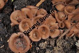 Anemonenbecherling, Dumontinia tuberosa, Sclerotinia tuberosa, Dumontinia tuberosa, Sclerotinia tuberosa, Anemonenbecherling, Ascomycet, Fruchtkörper und Pflanze, mit Wirt: Anemone nemorosa, Busch-Windröschen, Buschwindröschen, Wald-Anemone Kauf von 07059_dumontinia_tuberosa_dsc_3336.jpg