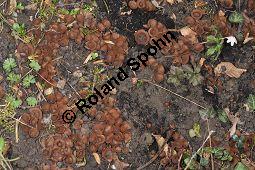 Anemonenbecherling, Dumontinia tuberosa, Sclerotinia tuberosa, Dumontinia tuberosa, Sclerotinia tuberosa, Anemonenbecherling, Ascomycet, Fruchtkörper und Pflanze, mit Wirt: Anemone nemorosa, Busch-Windröschen, Buschwindröschen, Wald-Anemone Kauf von 07059_dumontinia_tuberosa_dsc_3337.jpg