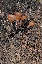 Anemonenbecherling, Dumontinia tuberosa, Sclerotinia tuberosa, Dumontinia tuberosa, Sclerotinia tuberosa, Anemonenbecherling, Ascomycet, Fruchtkörper und Pflanze, mit Wirt: Anemone nemorosa, Busch-Windröschen, Buschwindröschen, Wald-Anemone Kauf von 07059_dumontinia_tuberosa_dsc_3338.jpg