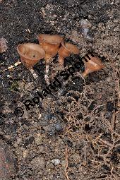 Anemonenbecherling, Dumontinia tuberosa, Sclerotinia tuberosa, Dumontinia tuberosa, Sclerotinia tuberosa, Anemonenbecherling, Ascomycet, Fruchtkörper und Pflanze, mit Wirt: Anemone nemorosa, Busch-Windröschen, Buschwindröschen, Wald-Anemone Kauf von 07059_dumontinia_tuberosa_dsc_3339.jpg