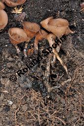 Anemonenbecherling, Dumontinia tuberosa, Sclerotinia tuberosa, Dumontinia tuberosa, Sclerotinia tuberosa, Anemonenbecherling, Ascomycet, Fruchtkörper und Pflanze, mit Wirt: Anemone nemorosa, Busch-Windröschen, Buschwindröschen, Wald-Anemone Kauf von 07059_dumontinia_tuberosa_dsc_3340.jpg