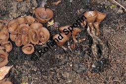 Anemonenbecherling, Dumontinia tuberosa, Sclerotinia tuberosa, Dumontinia tuberosa, Sclerotinia tuberosa, Anemonenbecherling, Ascomycet, Fruchtkörper und Pflanze, mit Wirt: Anemone nemorosa, Busch-Windröschen, Buschwindröschen, Wald-Anemone Kauf von 07059_dumontinia_tuberosa_dsc_3341.jpg