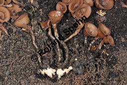 Anemonenbecherling, Dumontinia tuberosa, Sclerotinia tuberosa, Dumontinia tuberosa, Sclerotinia tuberosa, Anemonenbecherling, Ascomycet, Fruchtkörper und Pflanze, mit Wirt: Anemone nemorosa, Busch-Windröschen, Buschwindröschen, Wald-Anemone Kauf von 07059_dumontinia_tuberosa_dsc_3342.jpg