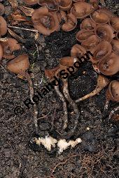 Anemonenbecherling, Dumontinia tuberosa, Sclerotinia tuberosa, Dumontinia tuberosa, Sclerotinia tuberosa, Anemonenbecherling, Ascomycet, Fruchtkörper und Pflanze, mit Wirt: Anemone nemorosa, Busch-Windröschen, Buschwindröschen, Wald-Anemone Kauf von 07059_dumontinia_tuberosa_dsc_3343.jpg