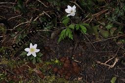 Anemonenbecherling, Dumontinia tuberosa, Sclerotinia tuberosa, Dumontinia tuberosa, Sclerotinia tuberosa, Anemonenbecherling, Ascomycet, Fruchtkörper und Pflanze, mit Wirt: Anemone nemorosa, Busch-Windröschen, Buschwindröschen, Wald-Anemone Kauf von 07059_dumontinia_tuberosa_dsc_8724.jpg