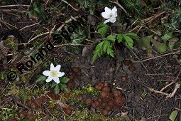 Anemonenbecherling, Dumontinia tuberosa, Sclerotinia tuberosa, Dumontinia tuberosa, Sclerotinia tuberosa, Anemonenbecherling, Ascomycet, Fruchtkörper und Pflanze, mit Wirt: Anemone nemorosa, Busch-Windröschen, Buschwindröschen, Wald-Anemone Kauf von 07059_dumontinia_tuberosa_dsc_8725.jpg