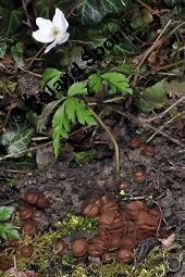 Anemonenbecherling, Dumontinia tuberosa, Sclerotinia tuberosa, Dumontinia tuberosa, Sclerotinia tuberosa, Anemonenbecherling, Ascomycet, Fruchtkörper und Pflanze, mit Wirt: Anemone nemorosa, Busch-Windröschen, Buschwindröschen, Wald-Anemone Kauf von 07059_dumontinia_tuberosa_dsc_8726.jpg